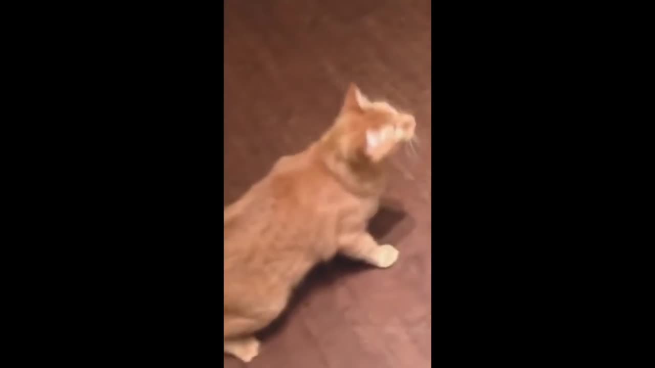 "Hilarious Cat and Dog Home Videos Compilation"