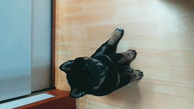 A baby Shiba dog sitting in front of her mother.