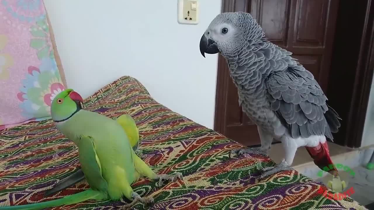 Indian Ringneck Greet African Grey Parrot