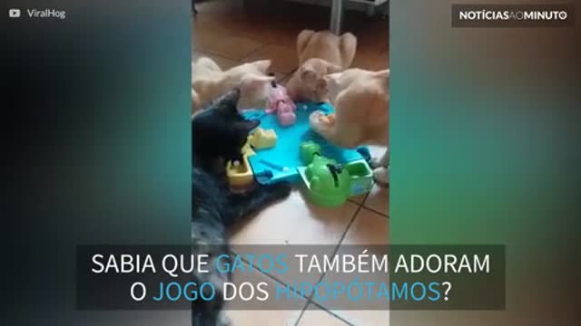 Gatos curiosos tentam jogar "Hipopótamos comilões"