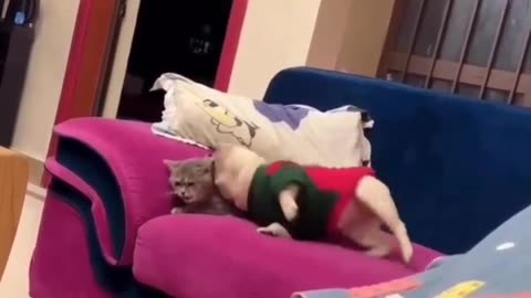 Funny cat and dog🤣🤣