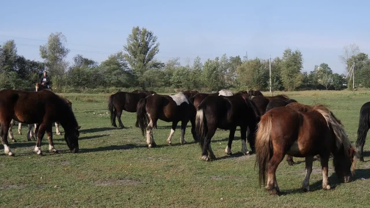 Herd of young horses on the pasture at sunny day