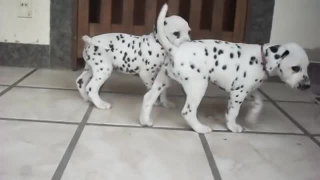 Dalmatian Puppies Playing Cute Puppy, cachorrinho fofo brincando