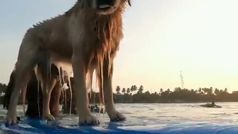 Cool Dog | Dog surf like a Pro.