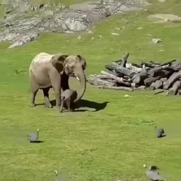 Funny baby elephant