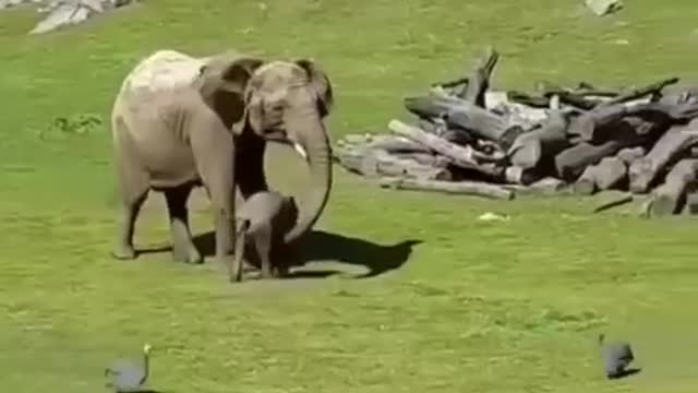 Funny baby elephant