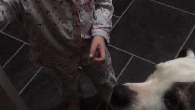 Adorable Little girl feeds her dog