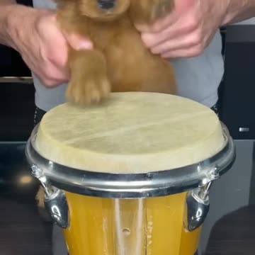 Puppy Drums #shorts