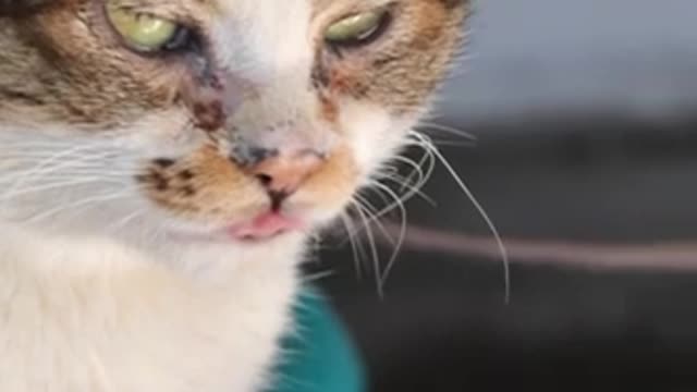 Cat ki how are cat's video viral funny video cat comedy