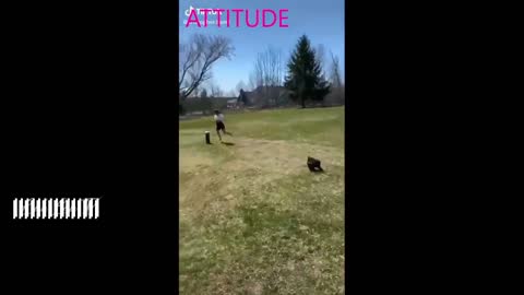 📹 FUNNY ANIMALS DESI_HOLLYWOOD