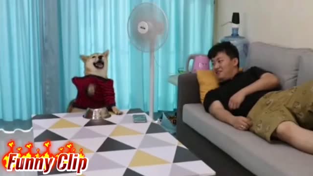 Rock Star Dog I want to play Sound (The Magic Boom)
