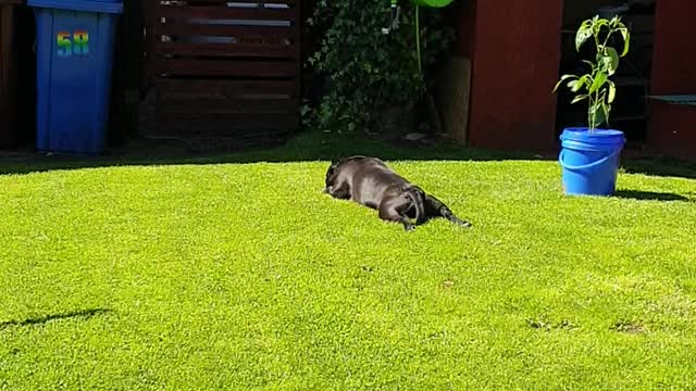 my staffy enjoying the sunshine