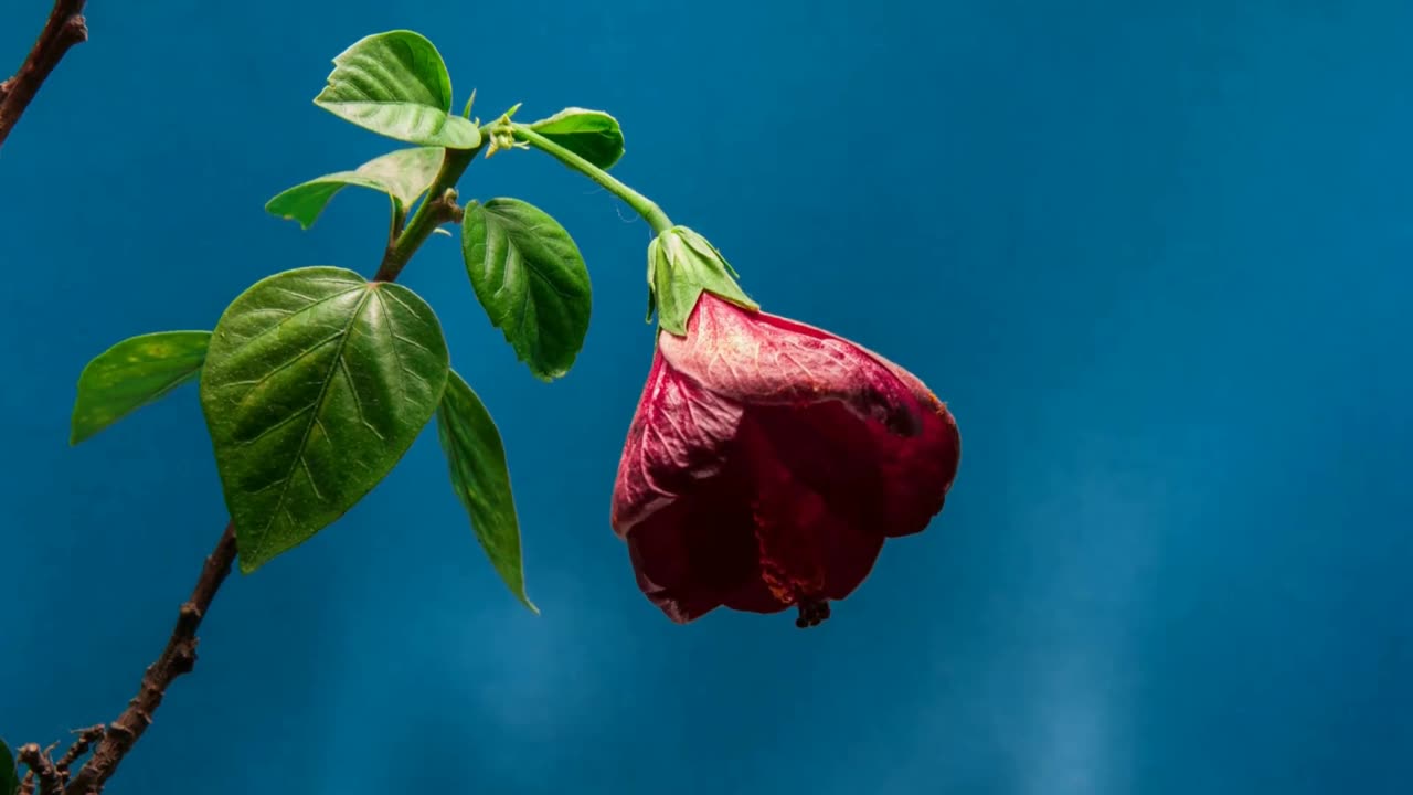 a beautiful time-lapse pf a flower