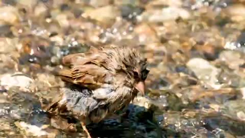 sparrow bird bathing in water