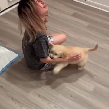 Chasing mommy #goldendoodle