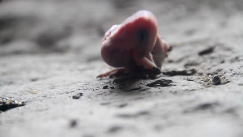 Newborn Baby of Parrot