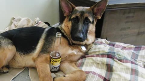 Funny GERMAN SHEPHERDS are here to make you LAUGH