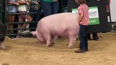 4H Peewee Showmanship age 4 County Fair