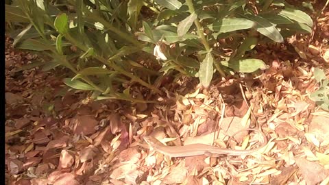 Wild Lizard Caught on GoPro Leaping into the Air to Catch a Wasp!