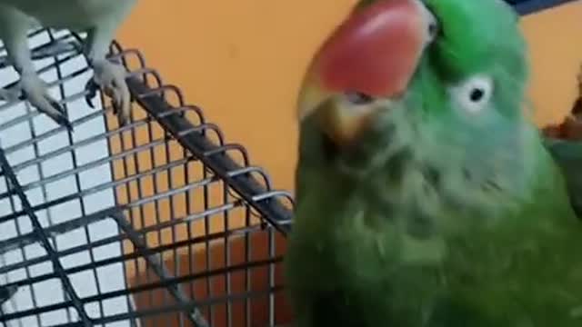 Funny cute and animals