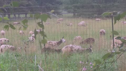 Sheep getting wet