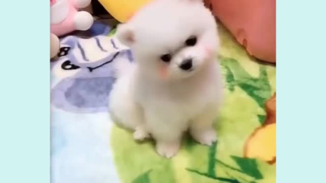 Try not to laugh || puppy making cute faces