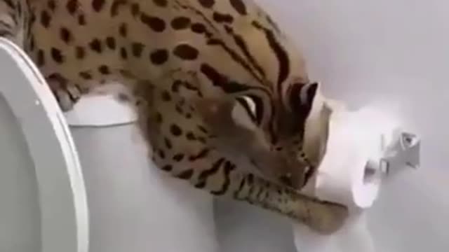 Funny cat's video compilation || Try not to laugh 😂😂