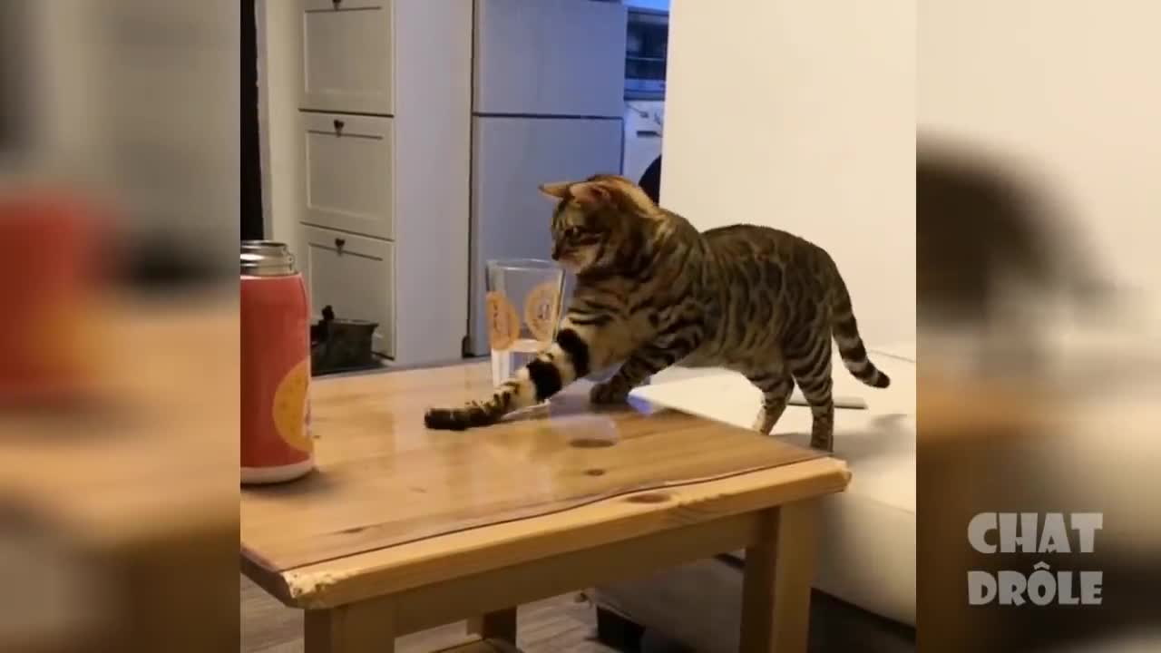 HAVE A LAUGH AT THESE FUNNY CATS