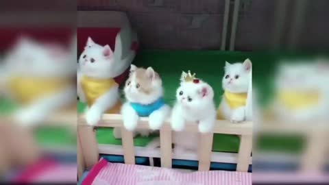 Funny animal video