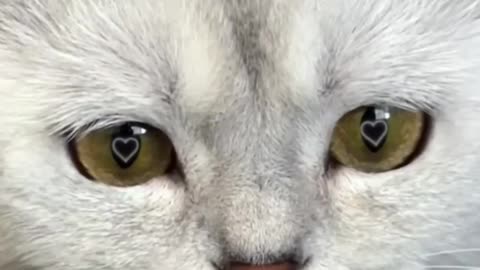 Love story-- cat ---- cats