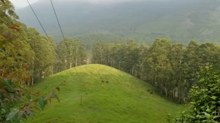 Wild Elephants grazing in Munnar, Kerala, India