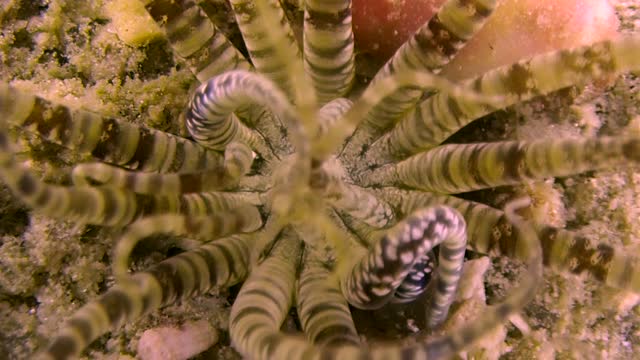 Burrowing Anemone Looks like Alien Species