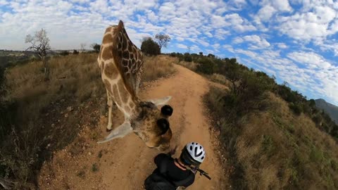 🦒Giraffe stops mountain biker for a sniff🦒
