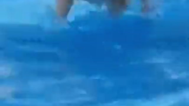 Funny swimming Dog