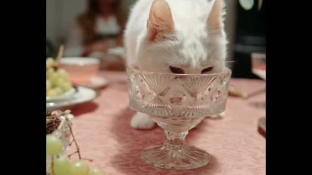 The cute and funny cat drinking beer in party time.#shorts