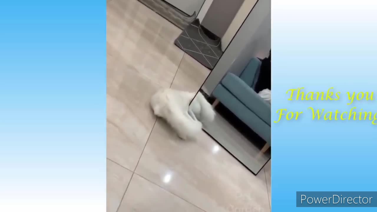 Pup freaks out after seeing his own reflection