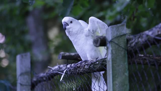 Parrot is beautiful when it dances