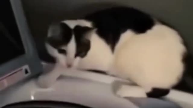 How to you dog cats and dogs popular video cat