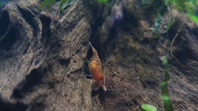 Red Cherry Shrimp with Eggs