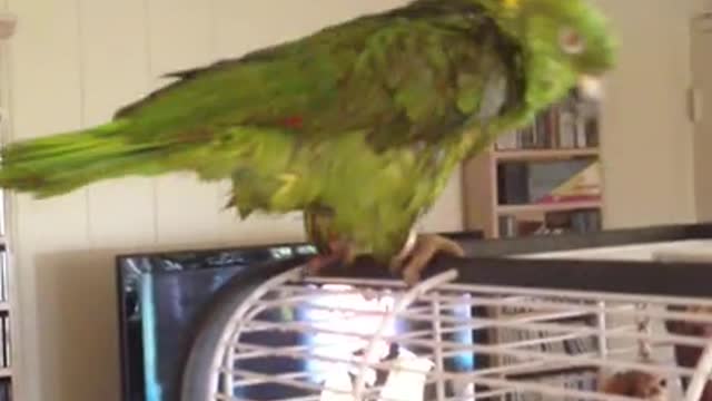 Parrot can really cry like a babu