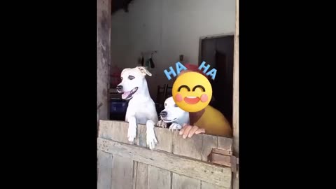 New Funny Animals -- Funniest Cats and Dogs Video