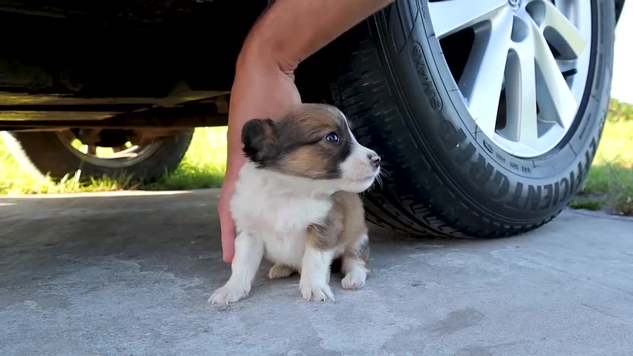 Experiment Car vs Dog Toy | Crushing Crunchy & Soft Things by Car!