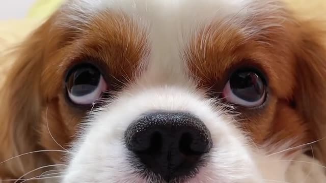 Dog's eyes DDDDD