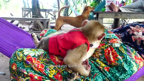 watch what this monkey did to a cat(very funny)