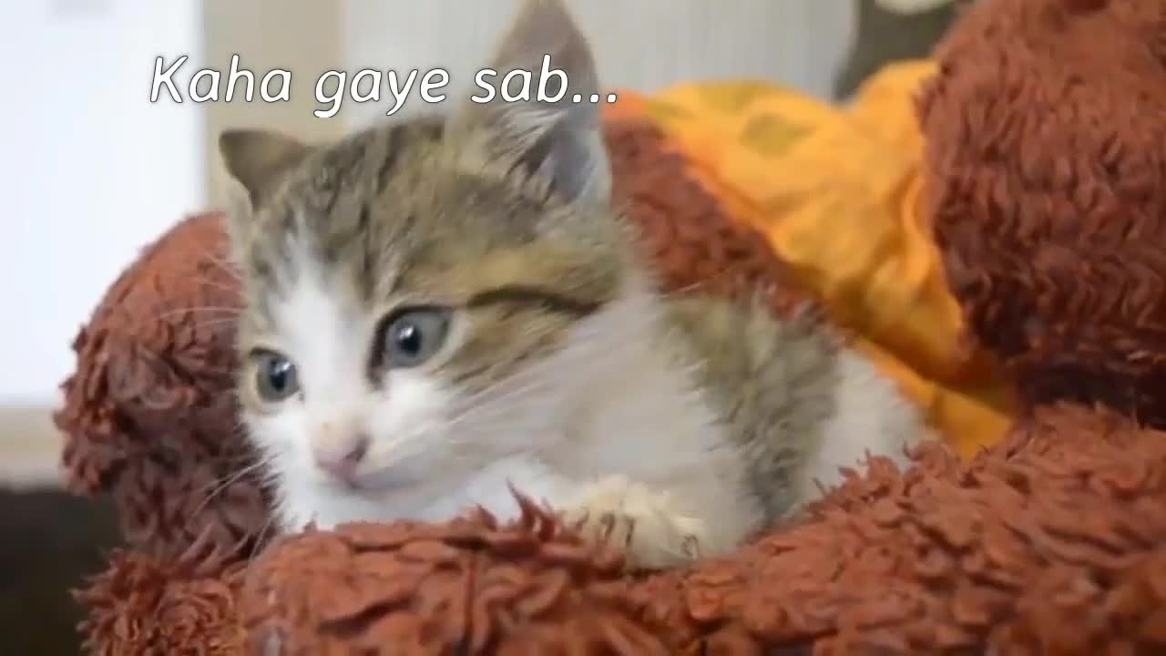 Cute cat videos when he is geting up