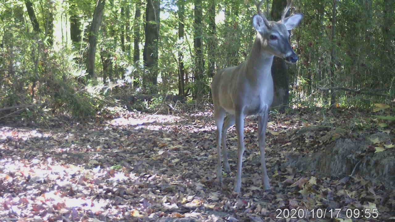 6 Point Buck