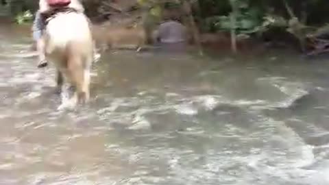 HORSE CROSSING THE FAZENDA RIVER