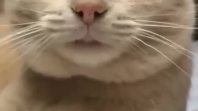 Omg So Cute ♥ Funniest Cats and Dogs | best video | cute cats latest video 2022 | adorable pets
