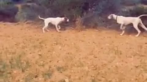 Dog on hunting