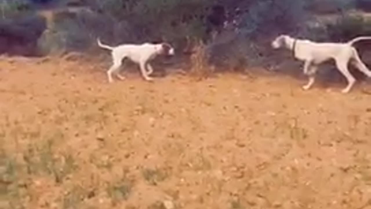 Dog on hunting